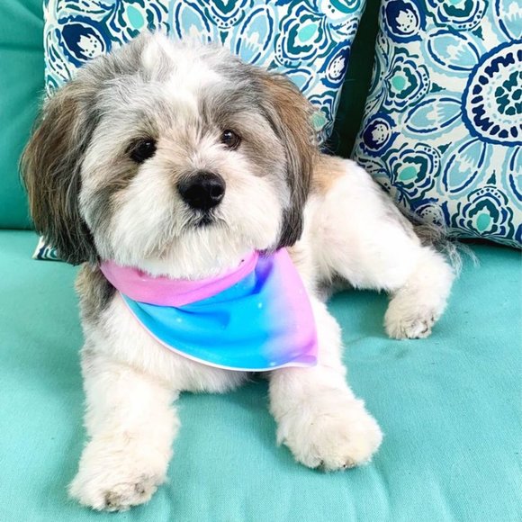Rainbow Ombré Dog Bandana - Picture 1 of 5